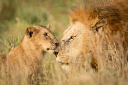 Lion Afrique