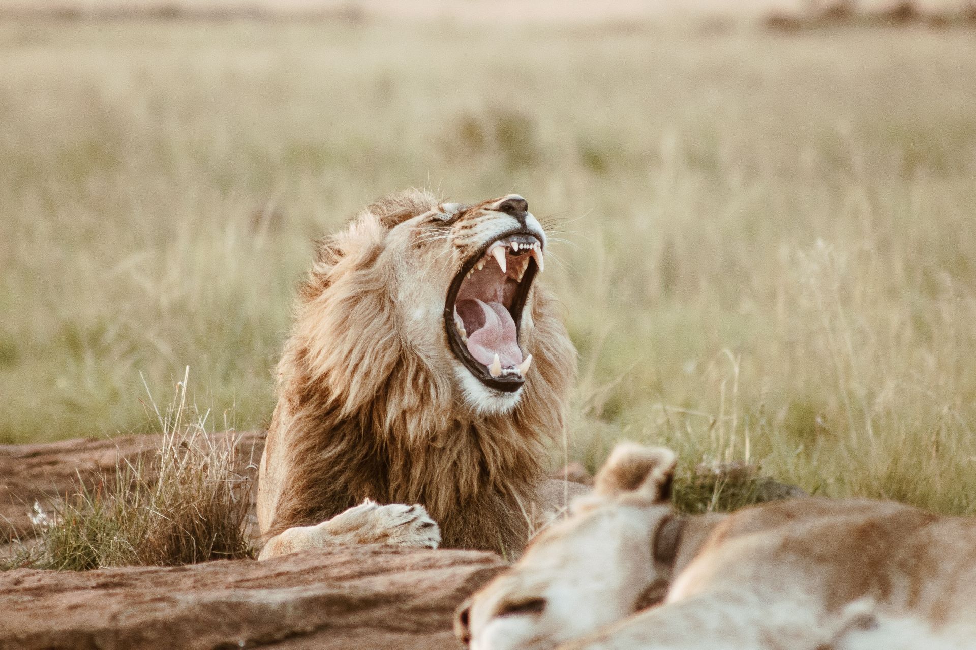 lion dans le parc Kruger en Afrique du Sud