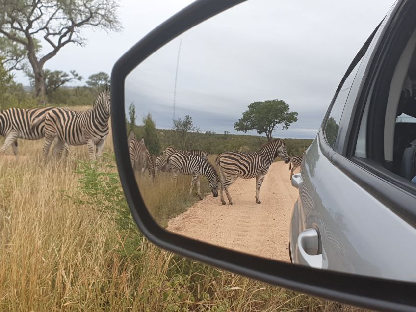 zbres dans le rtroviseur dans le parc Kruger en Afrique du Sud