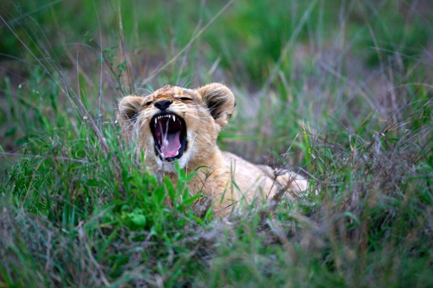 lionceau dans le parc Kruger en Afrique du Sud