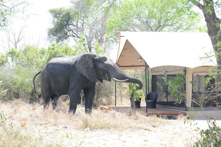 lphant  ct de la tente d'un lodge dans le parc Kruger en Afrique du Sud