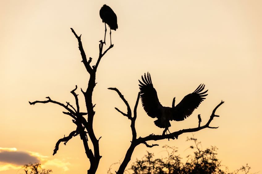 oiseaux dans le parc Kruger en Afrique du Sud