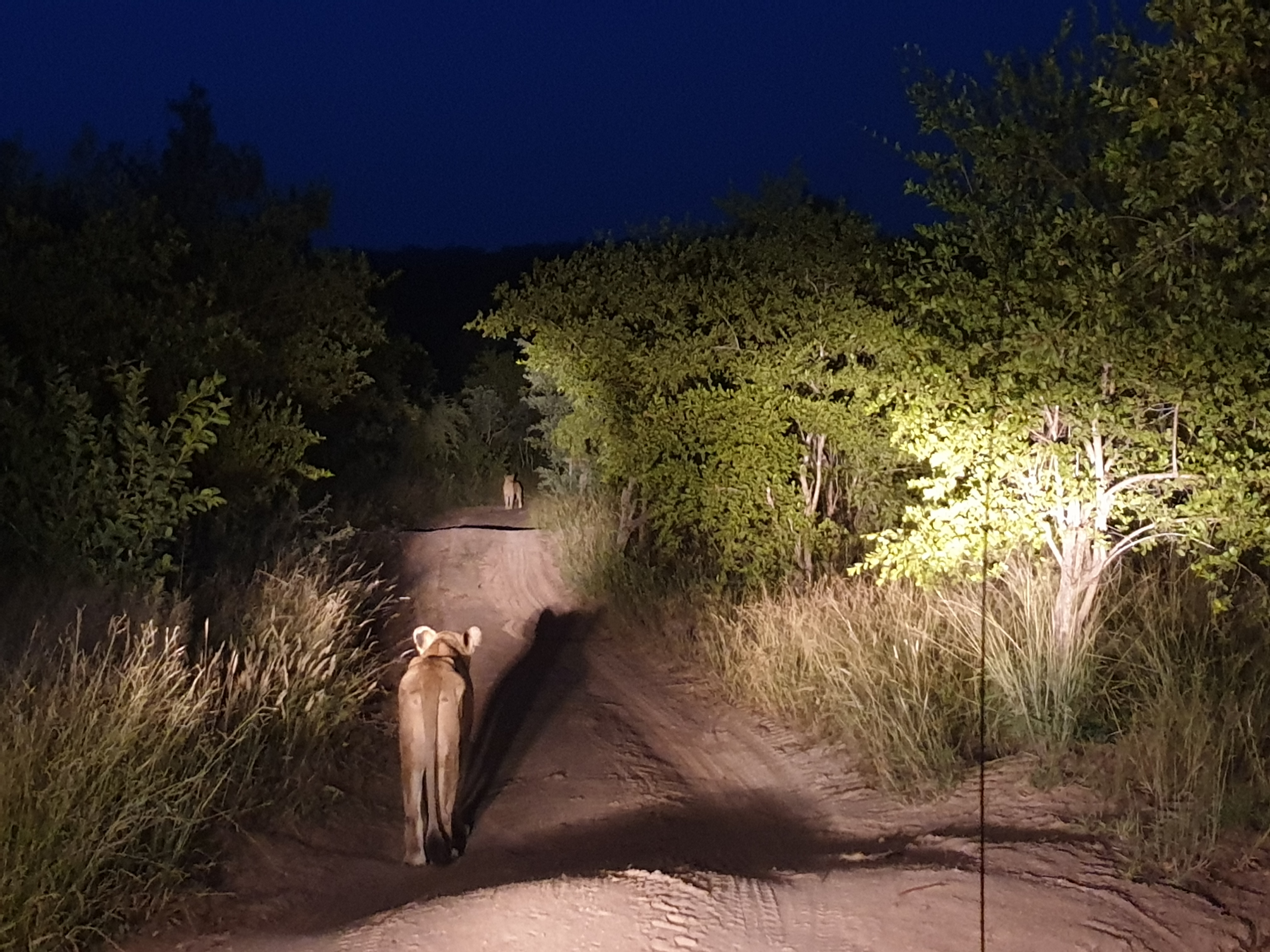 safari nocturne dans le parc Kruger en Afrique du Sud