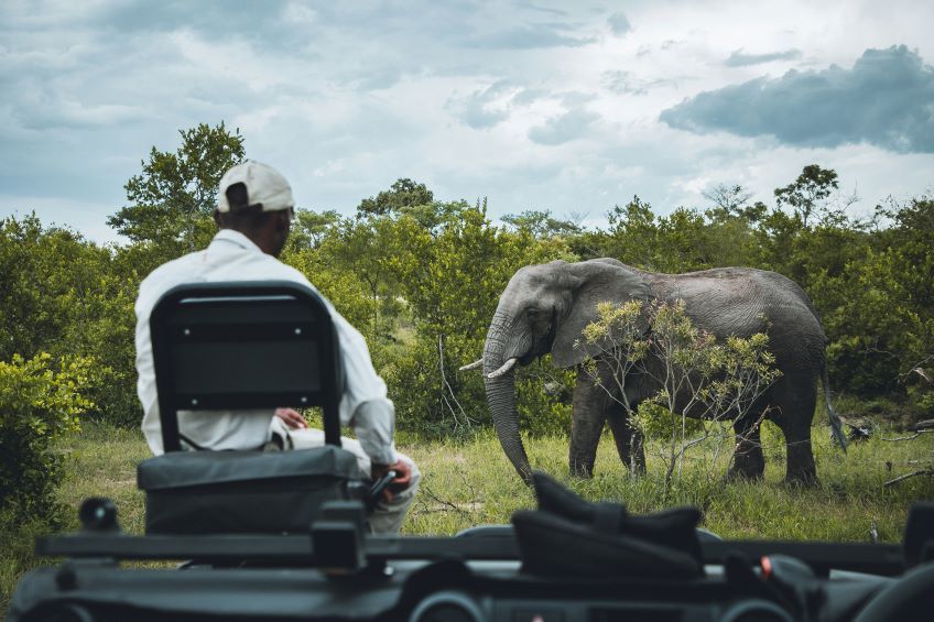safari photo dans le parc Kruger en Afrique du Sud