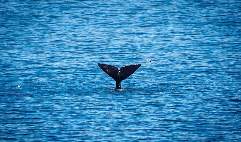 queue de baleine dans la baie d'Hermanus en Afrique du Sud