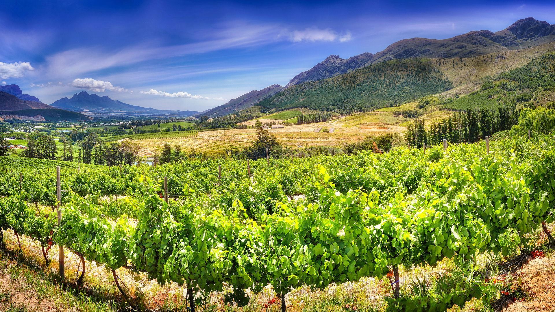 paysage de vignes en Afrique du Sud