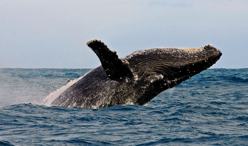 baleine en train de sauter dans la baie d'Hermanus en Afrique du Sud