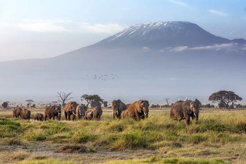 vue sur le Kilimandjaro depuis le parc Amboseli au Kenya