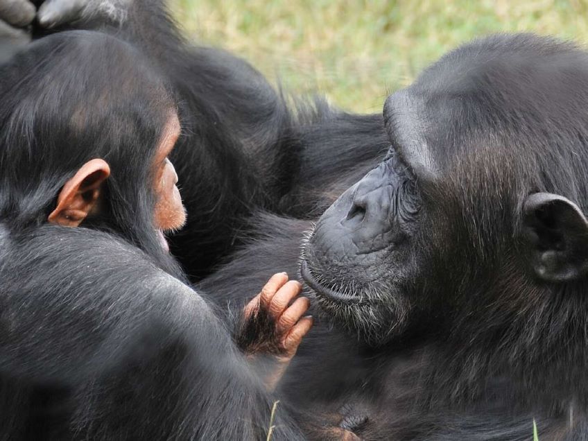 chimpanzs dans la rserve Sweetwaters dans le parc Ol Pejeta Conservancy au Kenya