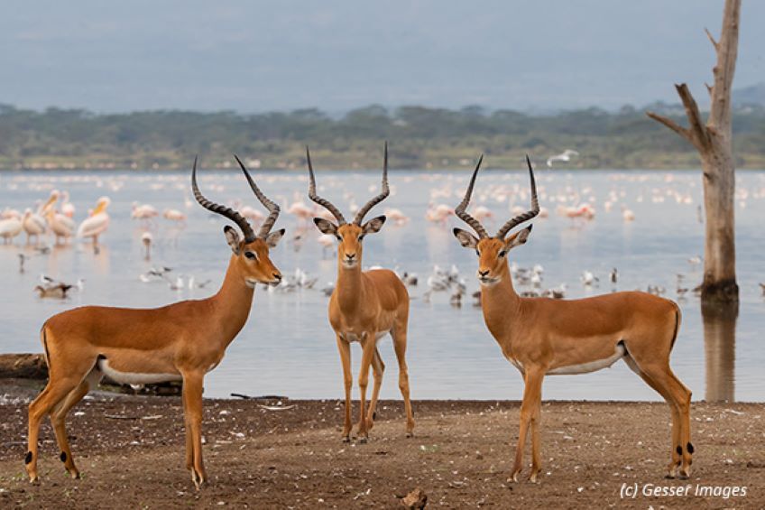 gazelles flamants roses et pelicans au lac Elementaita au Kenya