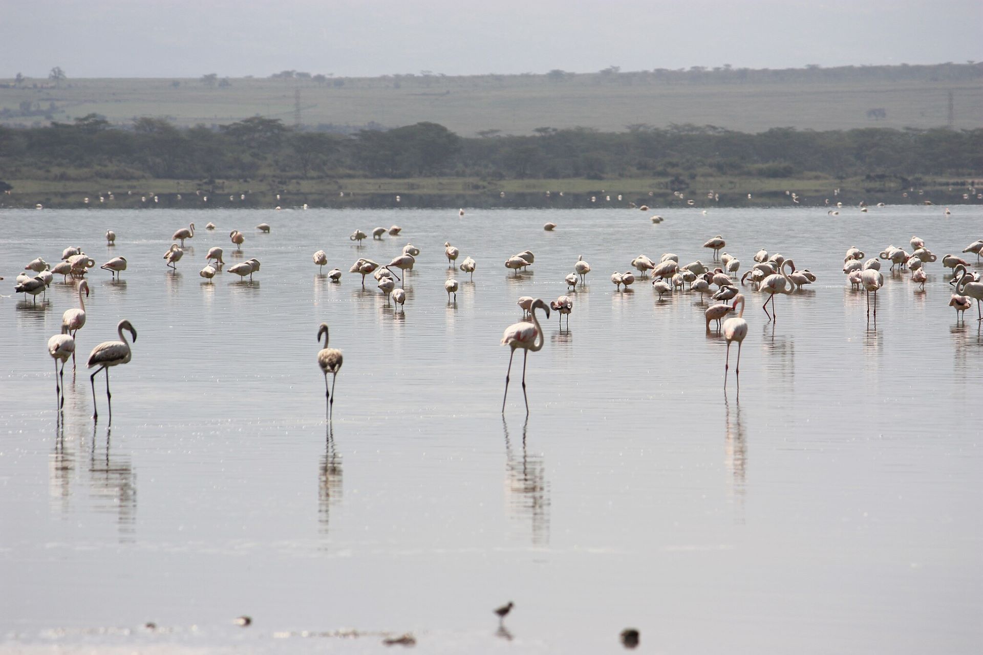 flamants roses sur le lac Elementaita au Kenya