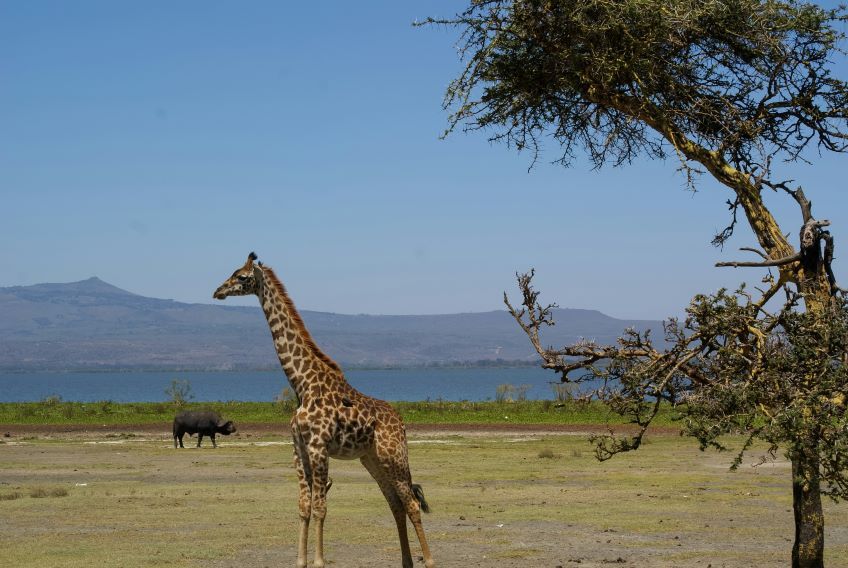 girafe et buffles devant le lac Naivasha au Kenya