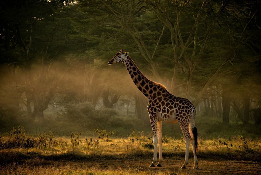 girafe dans le parc de Samburu au Kenya