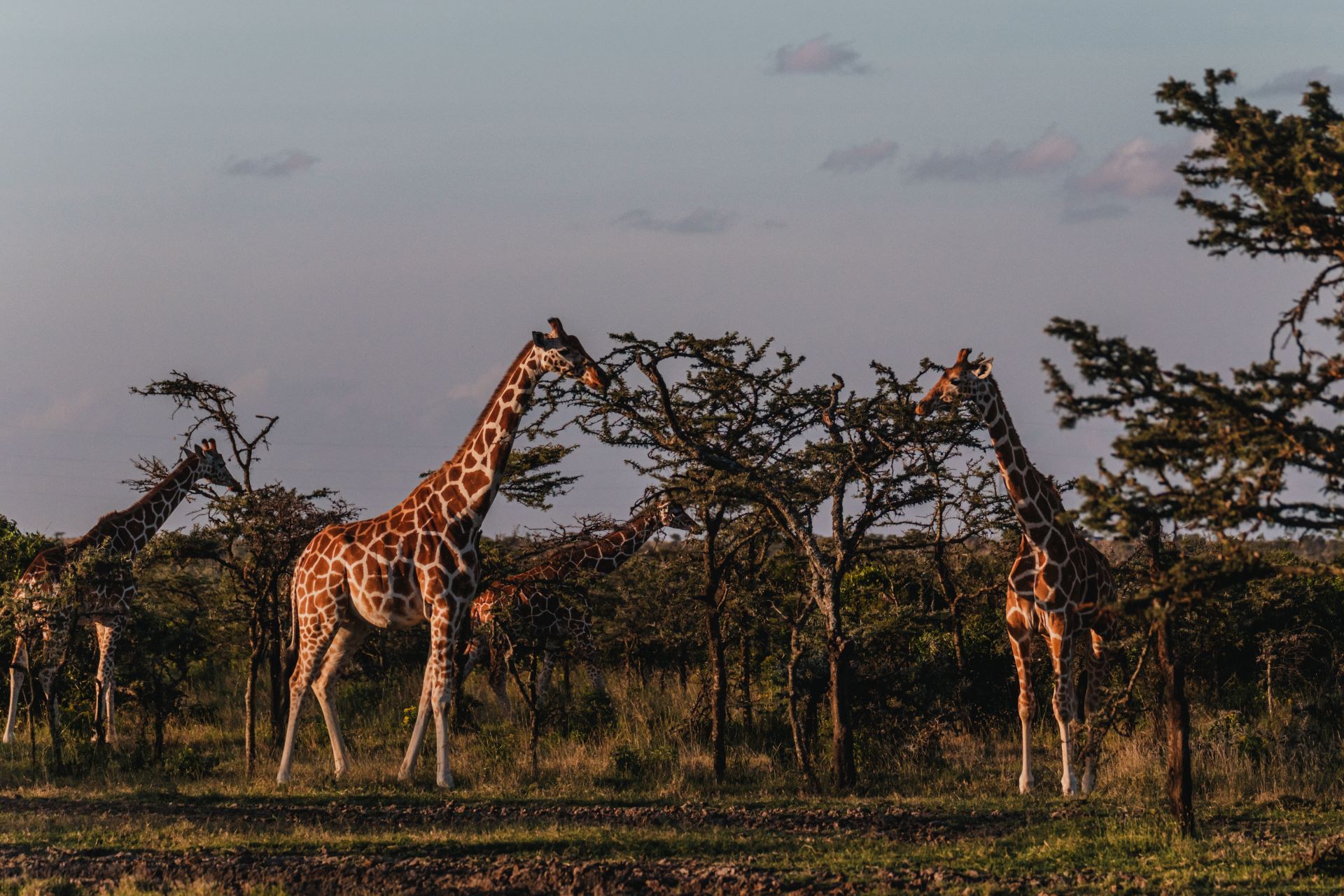 girafes dans le parc Ol Pejeta Conservancy au Kenya