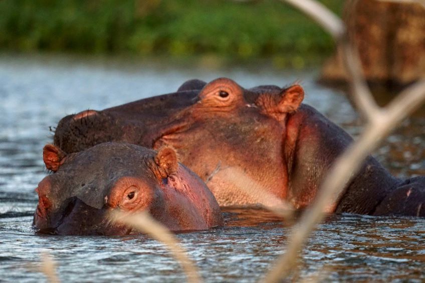 hippopotames dans le lac Naivasha au Kenya