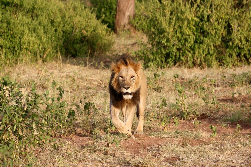 lion dans le parc de Samburu au Kenya