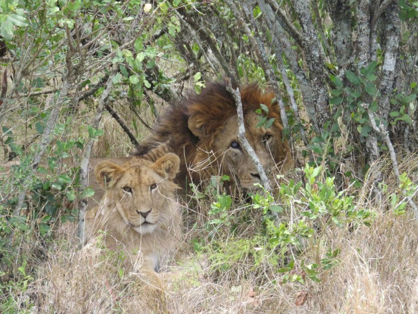 lions dans le parc Ol Pejeta Conservancy au Kenya