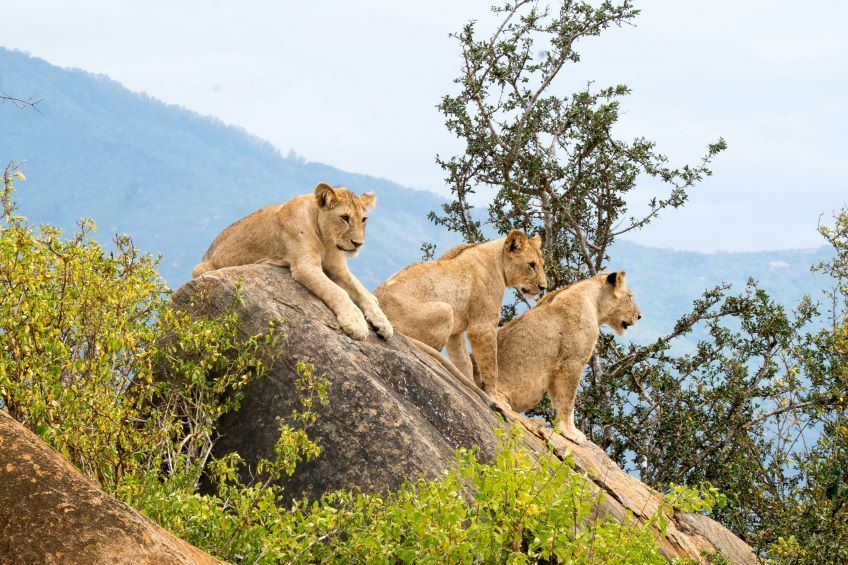 lionnes dans le parc Tsavo au Kenya