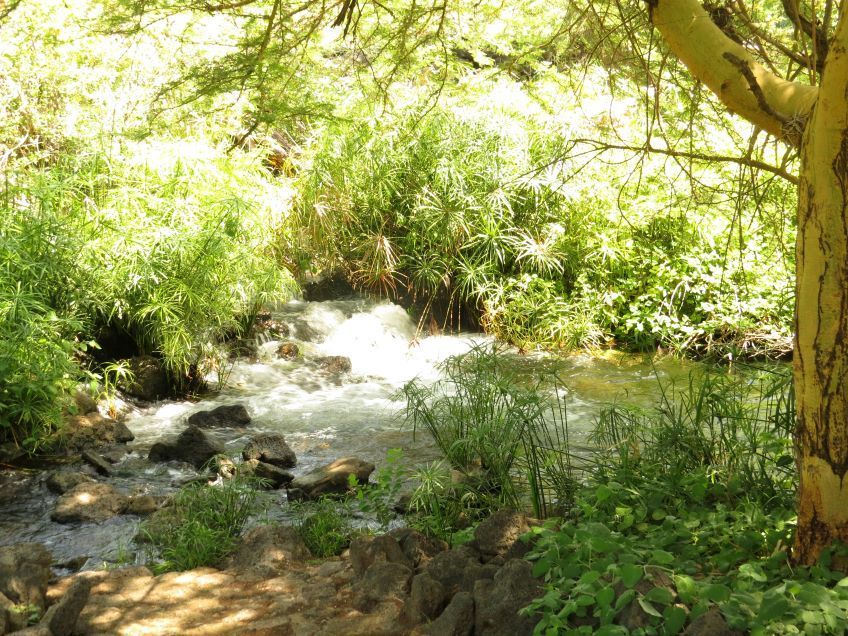source d'eau Mzima Springs dans le parc Tsavo au Kenya