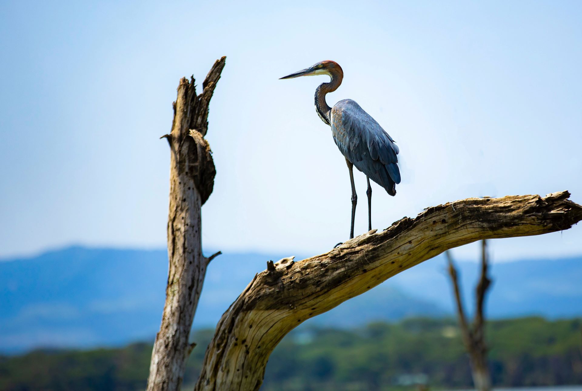 oiseau sur le lac Naivasha au Kenya