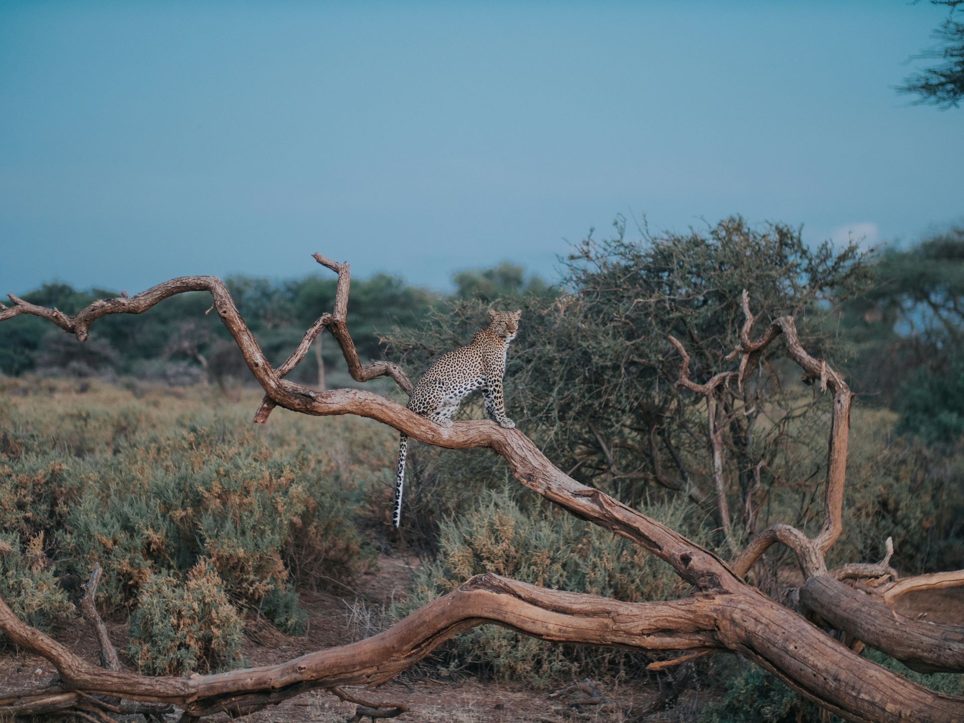 lopard dans le parc de Samburu au Kenya