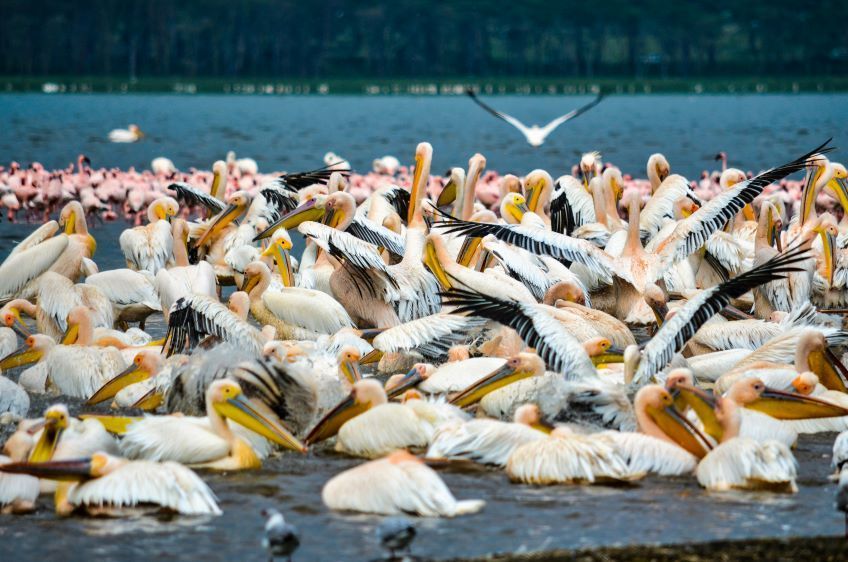 pelicans sur le lac Elementaita au Kenya