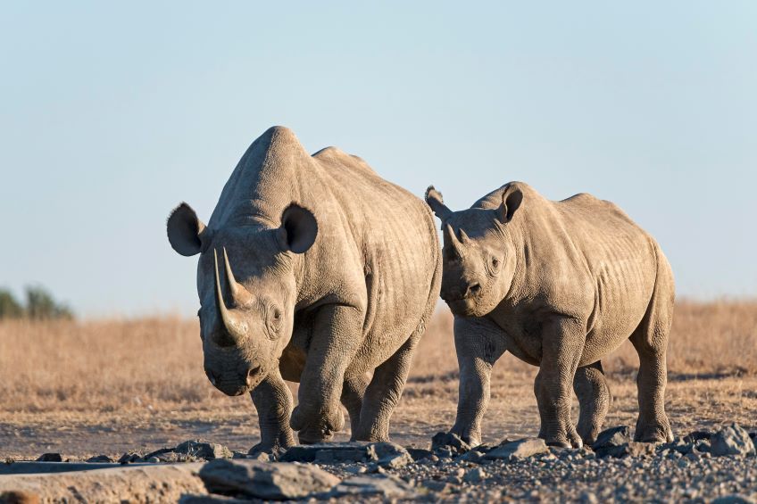 derniers rhinocros blancs dans le parc Ol Pejeta Conservancy au Kenya