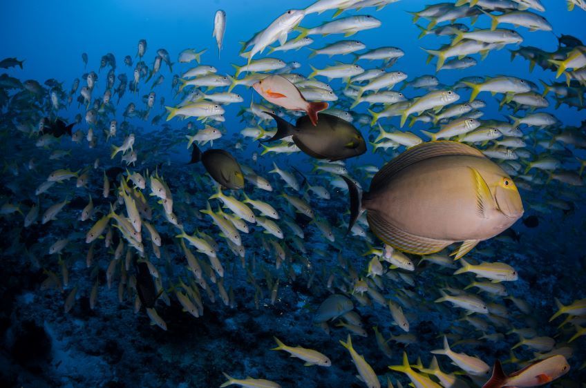 poissons pendant une plonge  Fakarava en Polynsie