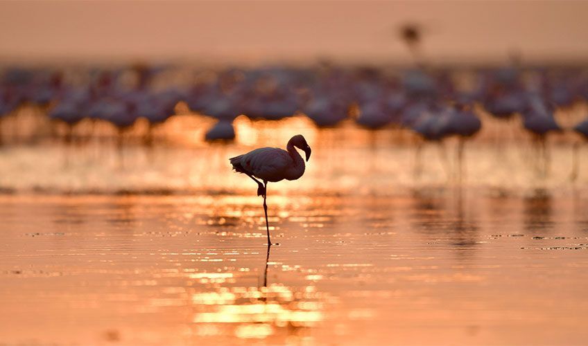 flamant rose au coucher de soleil dans les eaux du du lac Natron en Tanzanie