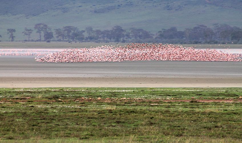 flamants roses survolant le lac Burunge en Tanzanie