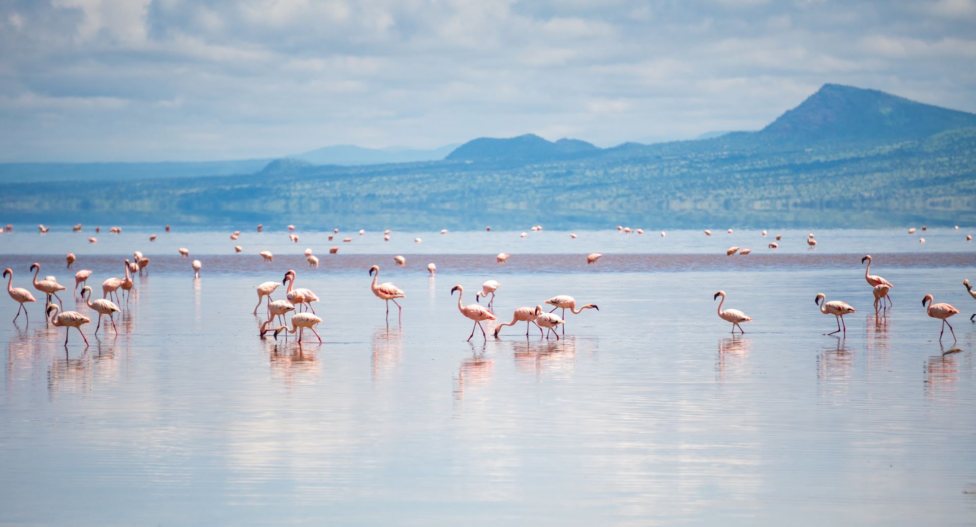 flamants roses dans les eaux du lac Natron en Tanzanie