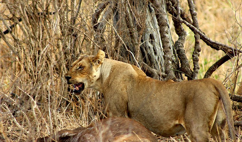 lionne dans le parc Mikumi en Tanzanie