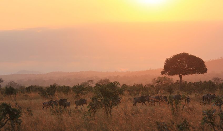 savane du parc Mikumi au lever de soleil en Tanzanie
