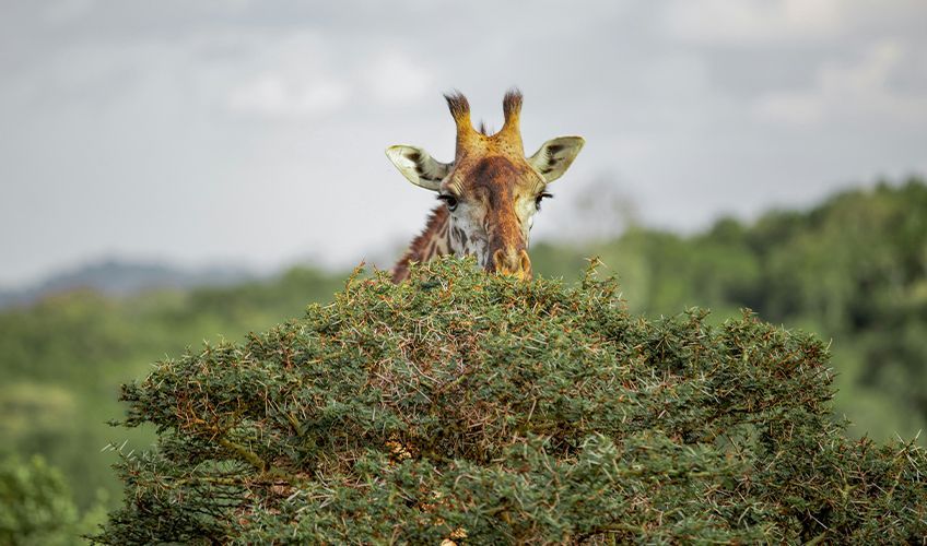 safari dans le parc d'Arusha en Tanzanie
