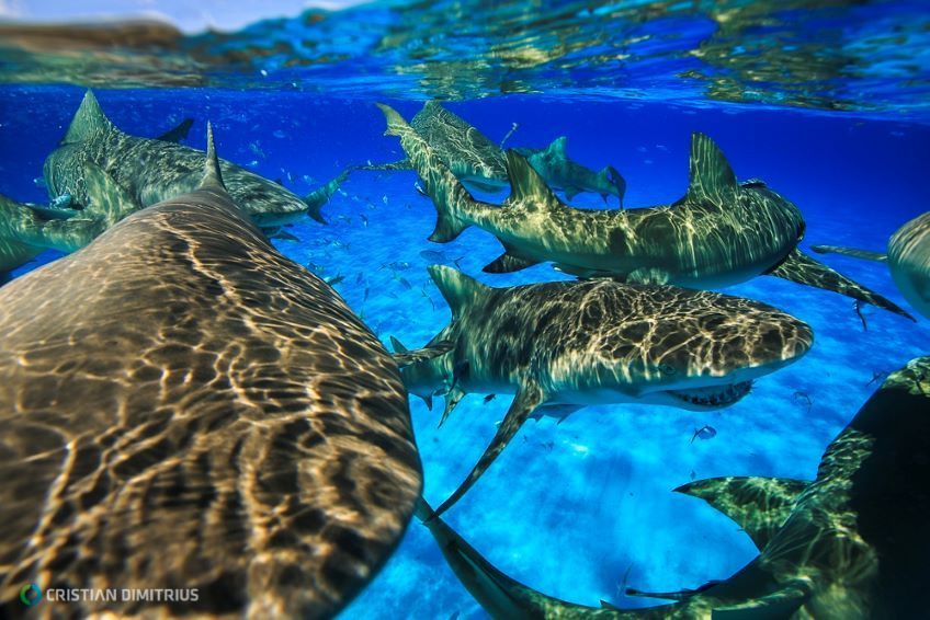 requins plongee bahamas