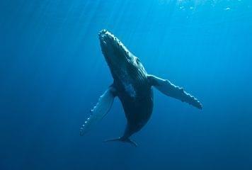 Rencontre Inoubliable Avec Les Baleines A Bosse A La Reunion