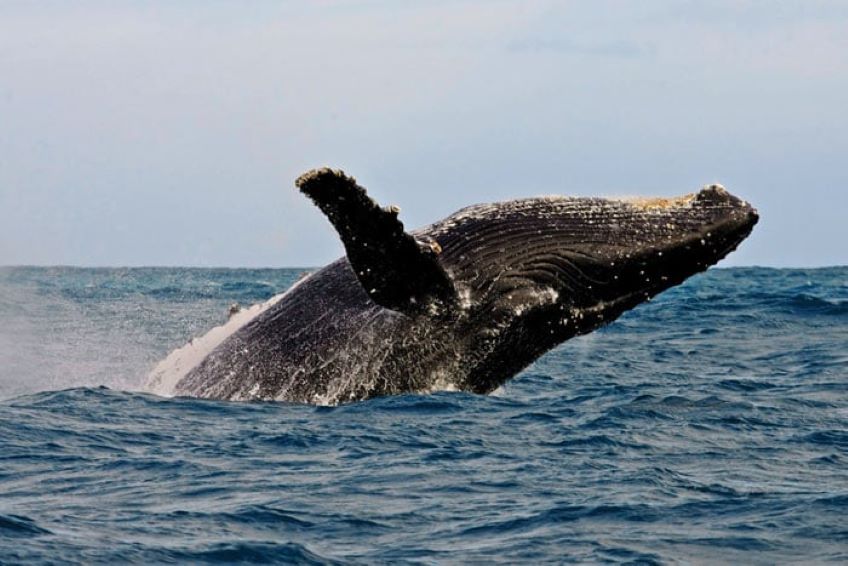 baleines afrique du sud