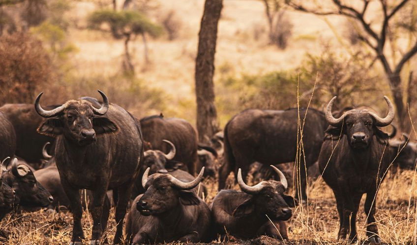 troupeau de buffles en Afrique