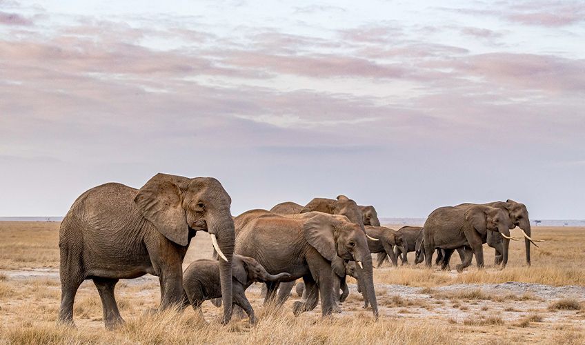 éléphants dans la savane africaine