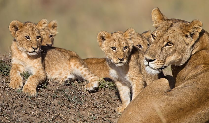 famille de lions dans la savane africaine
