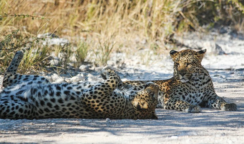 deux léopards allongés sur la route en Afrique