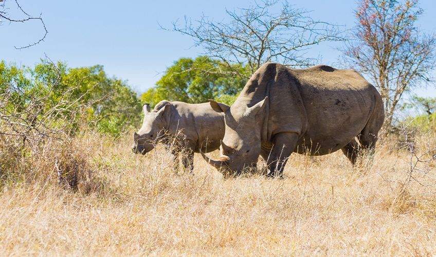 rhinocéros dans la savane en Afrique