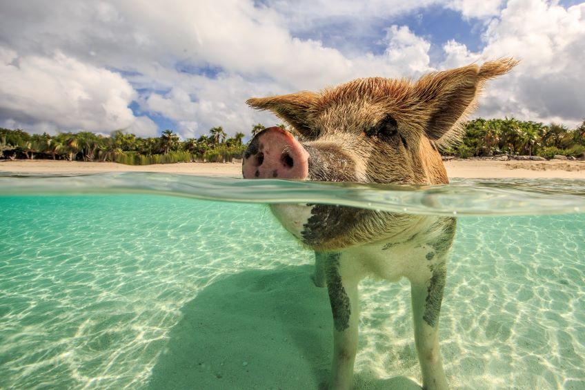 cochons nageurs bahamas