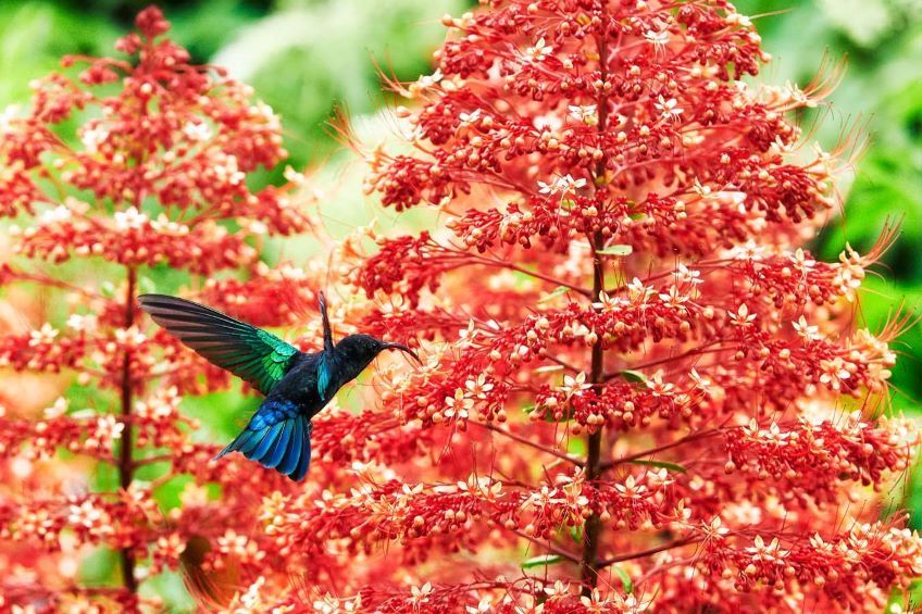 colibri sur un flamboyant en Martinique