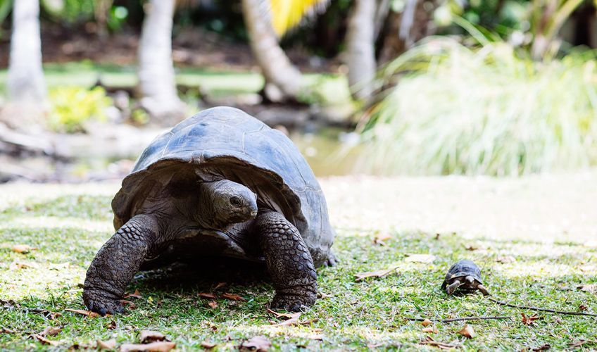 tortues en liberté sur l'île de Curieuse aux Seychelles