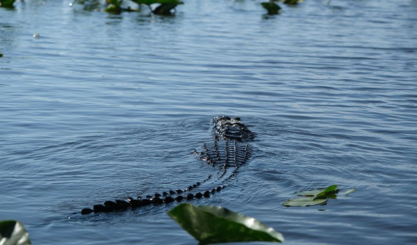 crocodile dans les eaux des Everglades en Floride