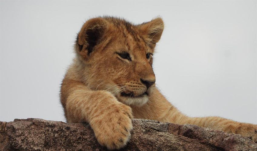lionceau sur un rocher en Tanzanie