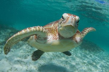 nage tortues seychelles