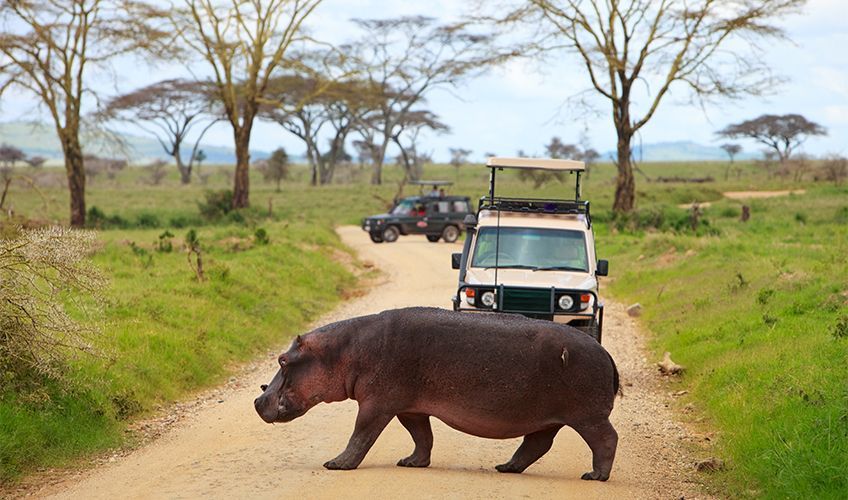 hippopotame en train de traverser devant un 4x4