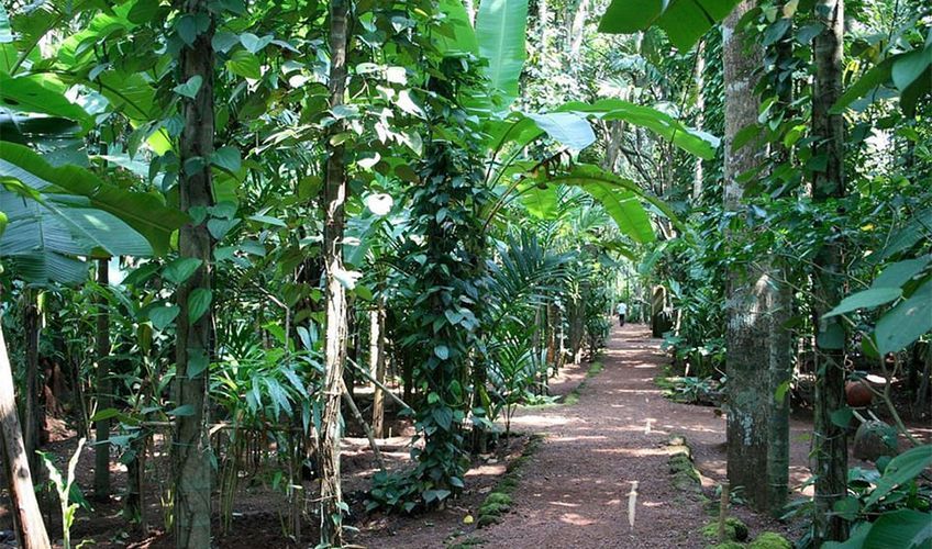 visite d'une ferme d'épices à Zanzibar